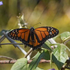 Danaus plexippus