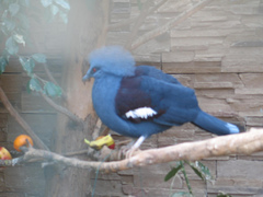 Western Crowned-Pigeon photo 1