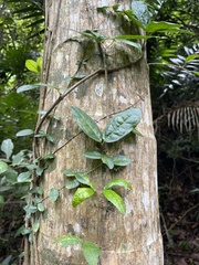 Bignonia aequinoctialis