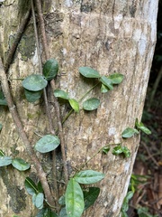 Bignonia aequinoctialis