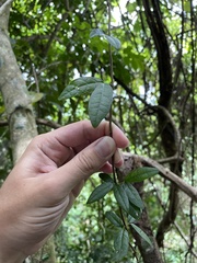 Bignonia aequinoctialis