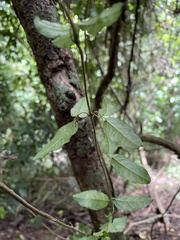Bignonia aequinoctialis