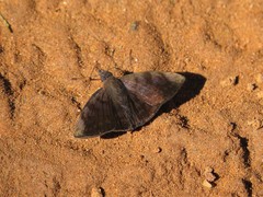 Pellicia vecina