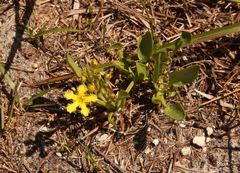 Villarsia capensis