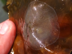Corambe
