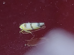 Empoa casta