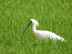 Platalea minor