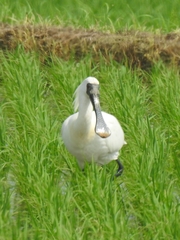 Platalea minor