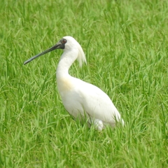 Platalea minor