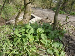 Bistorta officinalis