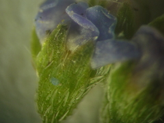 Myosotis ucrainica