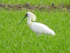 Platalea minor