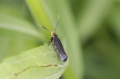 Dichomeris nonstrigella