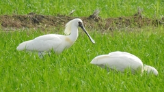 Platalea minor