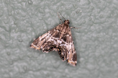 Usingeriessa onyxalis