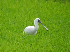 Platalea minor