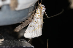 Philtraea paucimacula