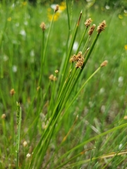 Eleocharis elliptica