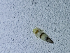 Empoa casta