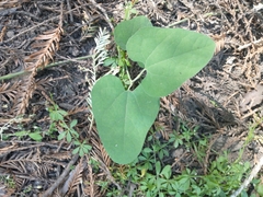 Aristolochia californica