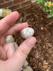 Antrostomus carolinensis