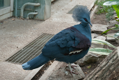 Western Crowned-Pigeon photo 3