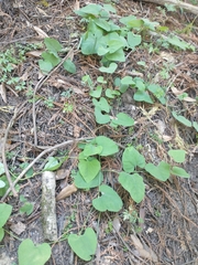 Aristolochia californica