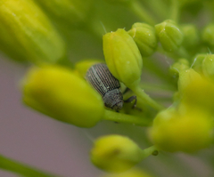 Ceutorhynchus typhae