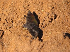 Pellicia vecina