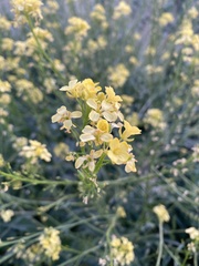 Bunias orientalis