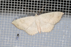 Semaeopus gracilata
