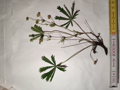 Potentilla patula