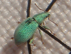 Phyllobius virideaeris