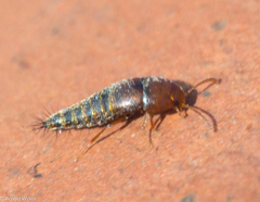 Sepedophilus nigripennis