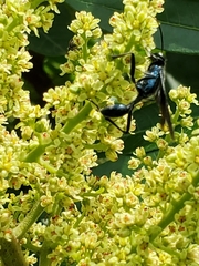 Chalybion zimmermanni