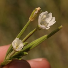 Epilobium capense