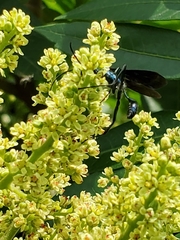 Chalybion zimmermanni