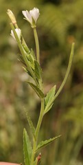 Epilobium capense