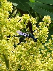 Chalybion zimmermanni