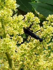 Chalybion zimmermanni