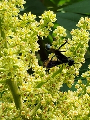 Chalybion zimmermanni