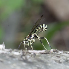 Acaenitinae