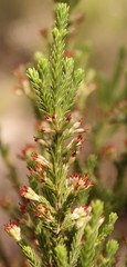 Erica caffrorum