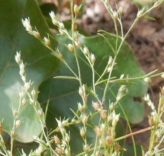 Lechea tenuifolia