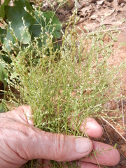 Lechea tenuifolia
