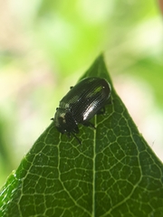 Phratora vitellinae