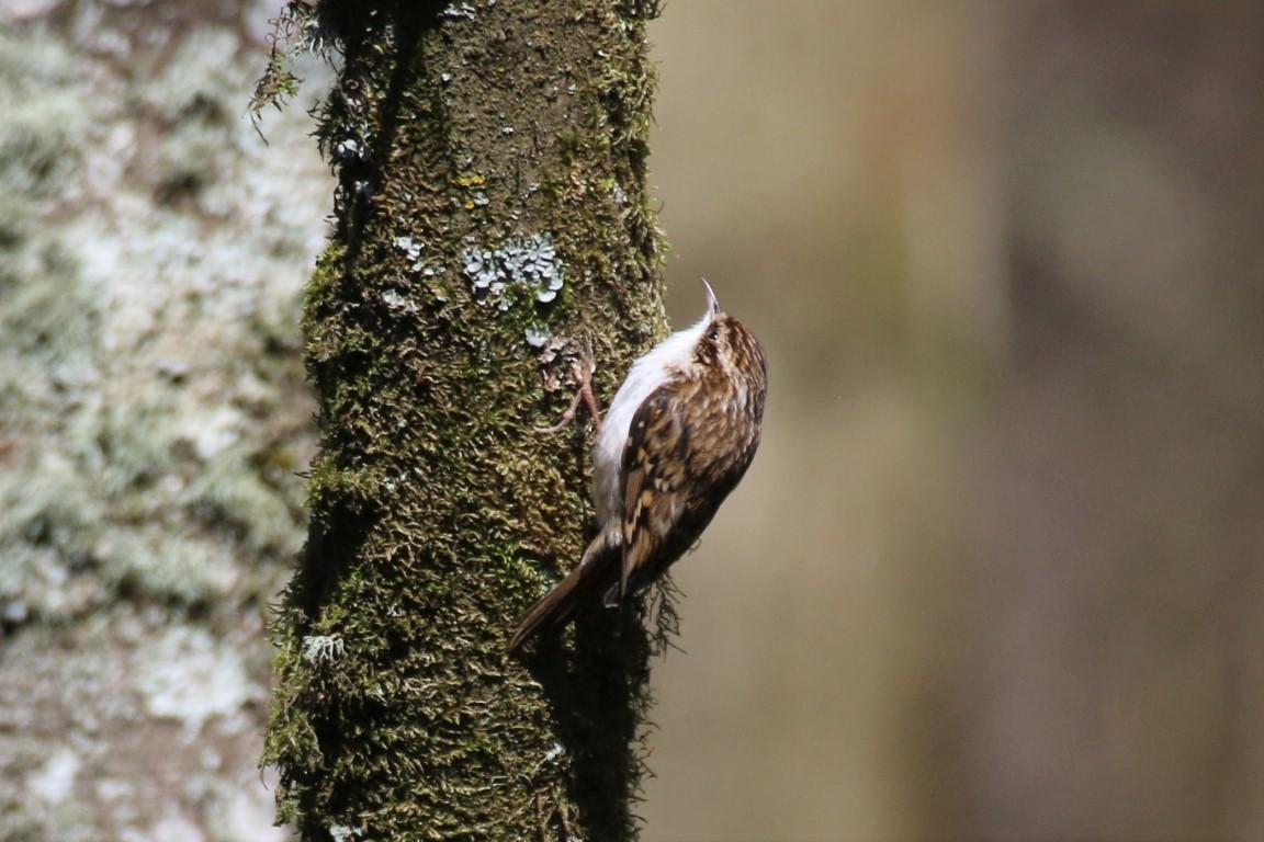 Eurasian Treecreeper