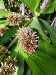 Dracaena fragrans