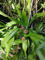 Dracaena fragrans