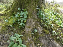 Bistorta officinalis
